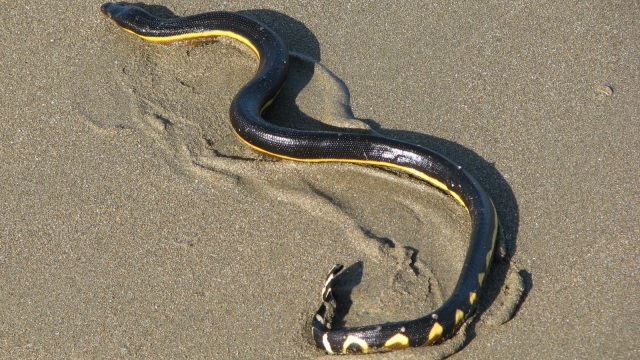 Jismoniy sochlar porno video