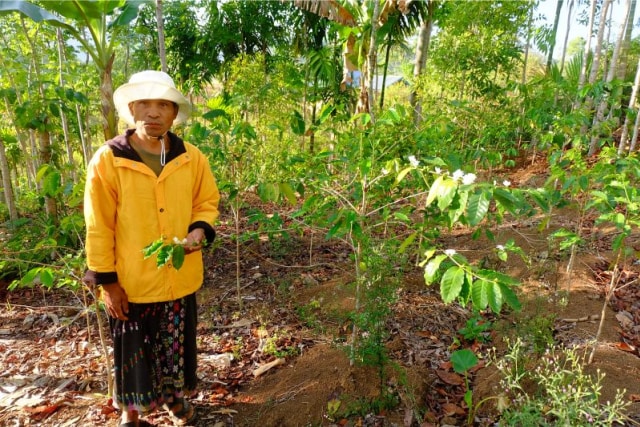 Semangat Petani Kopi Bea Muring untuk Produk Unggulan Daerah
