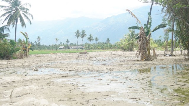 Desa Langaleso, Kecamatan Dolo, Kabupaten Sigi, Sulawesi Tengah yang terkena likuifaksi. (Foto: Raga Imam/kumparan)
