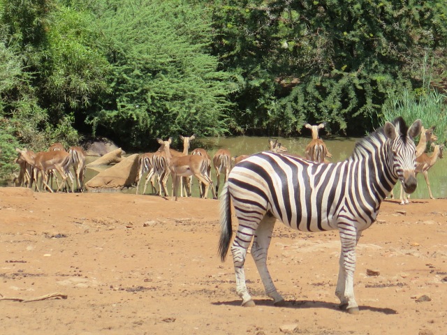 Berburu di Padang Afrika