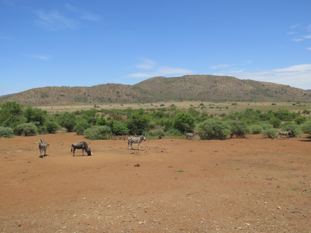 Berburu di Padang Afrika (1)