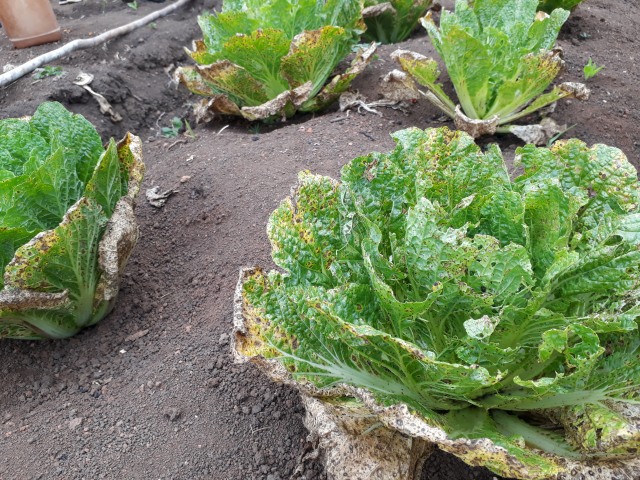 Menggapai Asa di Kebun Organik pada Musim Kemarau (2)