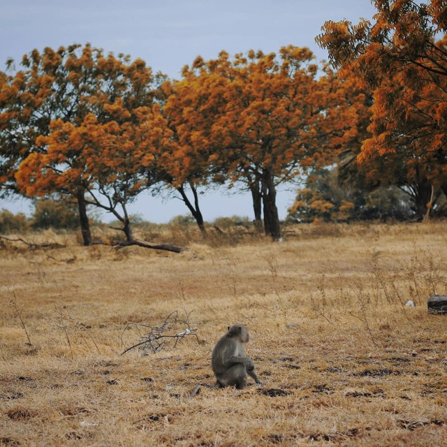 Padang savana ini memiliki luas kurang lebih 20.000 hektare  (Foto: (Instagram/@anakagungmip))