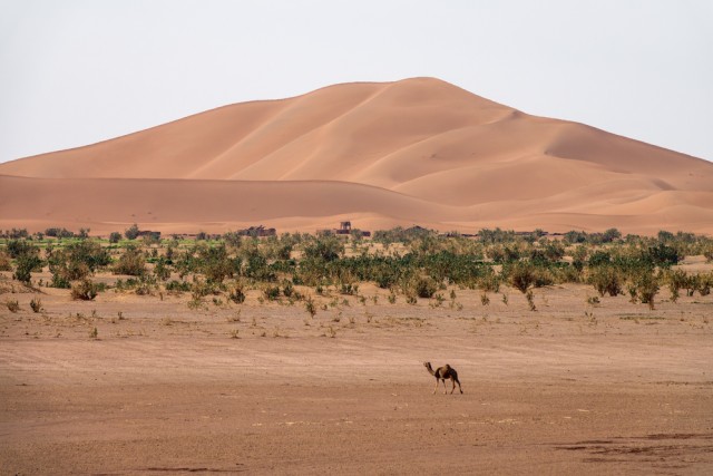 Grand Erg Oriental di Gurun Sahara. Foto: Shutter Stock