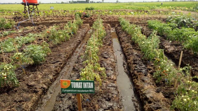 Tanaman tomat intan yang dikembangkan di bekas lahan rawa lebak di Desa Jejangkit Muara, Kalimantan Selatan. Foto: Maulana Ramadhan/kumparan