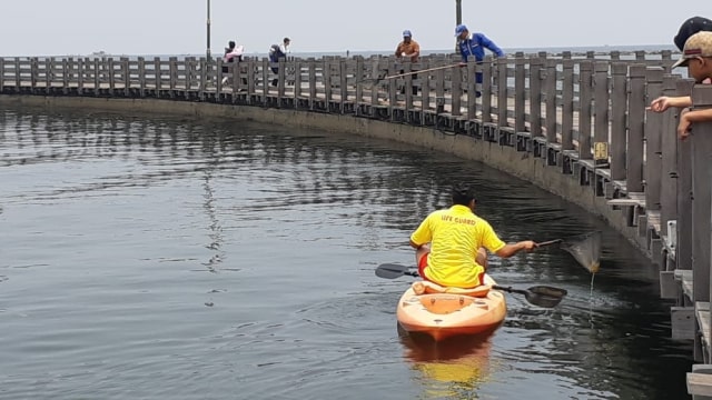 Penanganan kemunculan ubur-ubur massal di Pantai Ancol. (Foto: Dok. Ancol)