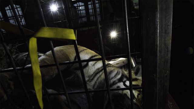 Petugas mengamani bangkai harimau yang mati akibat jerat baja di Provinsi Riau. (Foto: ANTARA FOTO/FB Anggoro)