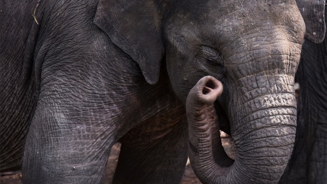 Anak gajah sumatera yang terkena jerat baja di Provinsi Riau. (Foto: ANTARA FOTO/FB Anggoro)
