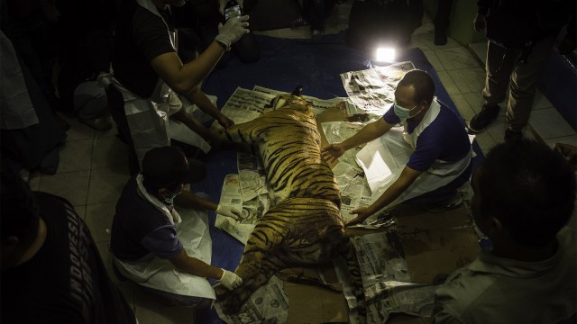 Petugas mengamani bangkai harimau yang mati akibat jerat baja di Provinsi Riau. (Foto: ANTARA FOTO/FB Anggoro)