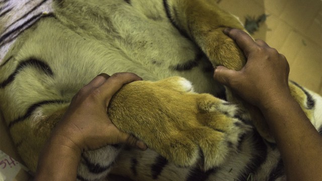 Petugas mengamani bangkai harimau yang mati akibat jerat baja di Provinsi Riau. (Foto: ANTARA FOTO/FB Anggoro)