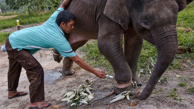 Petugas mengobati kaki anak gajah sumatera yang terkena jerat baja di Provinsi Riau. (Foto: ANTARA FOTO/FB Anggoro)