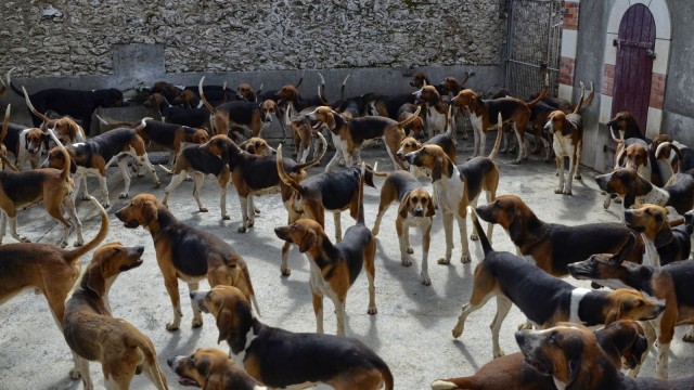 Ilustrasi anjing. (Foto: Shutter stock)