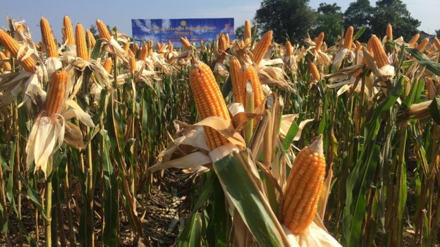 Kebun Jagung di Balai Penelitian Pertanian Lahan Rawa (BALITTRA), Banjarbaru, Kalimantan Selatan, Rabu (17/10/2018). (Foto: Abdul Latif/kumparan)