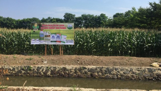 Kebun Jagung di Balai Penelitian Pertanian Lahan Rawa (BALITTRA), Banjarbaru, Kalimantan Selatan, Rabu (17/10/2018). (Foto: Abdul Latif/kumparan)