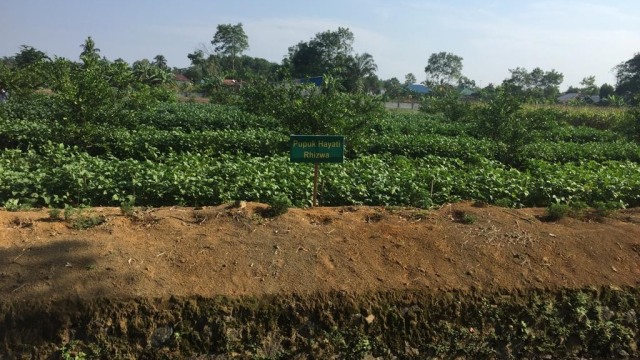 Kebun Jagung di Balai Penelitian Pertanian Lahan Rawa (BALITTRA), Banjarbaru, Kalimantan Selatan, Rabu (17/10/2018). (Foto: Abdul Latif/kumparan)