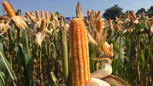 Kebun Jagung di Balai Penelitian Pertanian Lahan Rawa (BALITTRA), Banjarbaru, Kalimantan Selatan, Rabu (17/10/2018). (Foto: Abdul Latif/kumparan)