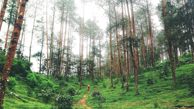 Kawasan pohon pinus di jalur Merbabu via Suwanting (Foto: Wikimedia Commons)