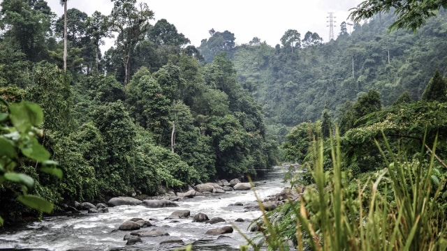 Dalam 35 tahun terakhir, Sumatera telah kehilangan setengah dari hutan tropis yang mengakibatkan turunnya kualitas kesuburan tanah. 
 Foto: Shutterstock