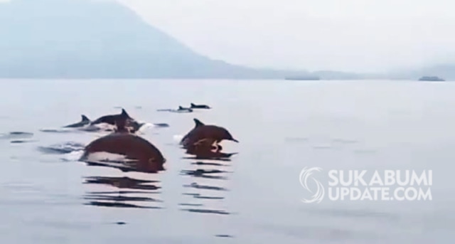 Kawanan Lumba-lumba Terekam Berenang di Laut Palabuhanratu Sukabumi
