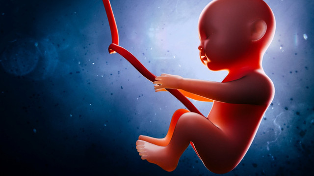 Ilustrasi janin (Foto: Shutterstock)