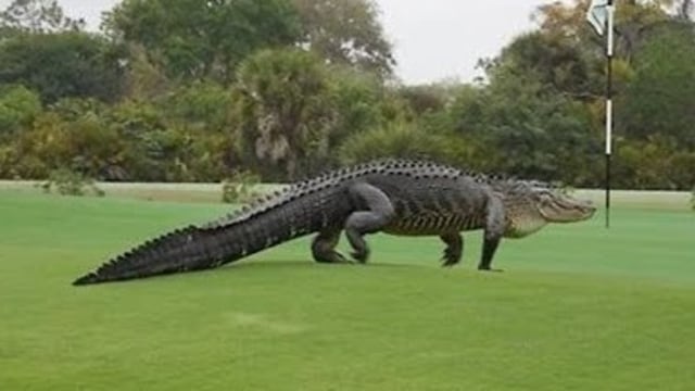 Chubbs, aligator raksasa di Florida, AS (Foto: Dok. Discover-Geo HD)