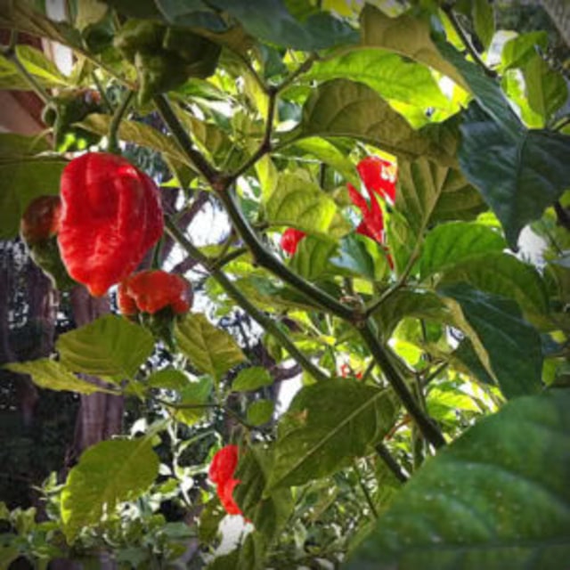 Unique Facts : Do You Have The Guts To Eat This Hottest Chili Peppers In The World? (4)