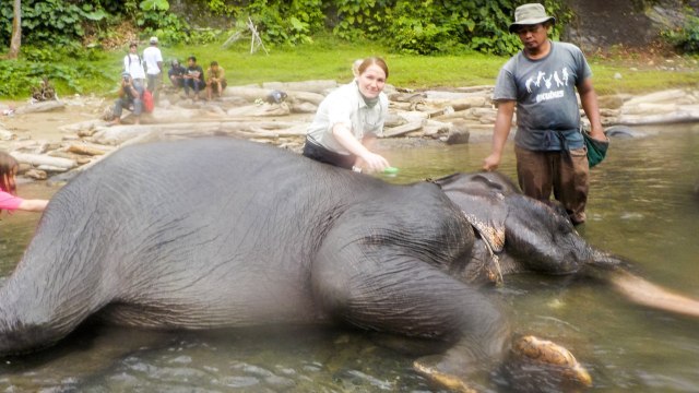 Pengunjung sedang memandikan gajah di Tangkahan (Foto: Flickr/Andrew H)