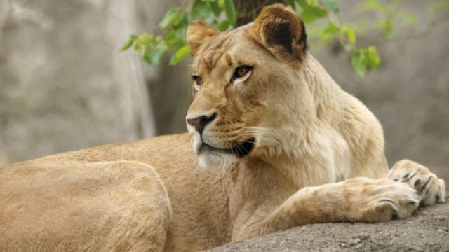 Zuri si singa betina (Foto: Indianapolis Zoo)