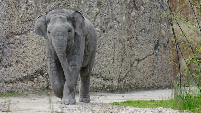 Gajah Asia muda. (Foto: Pixel-mixer via Pixabay)