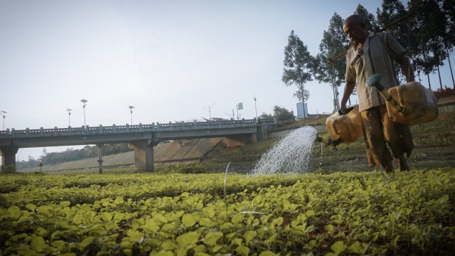 Petani di Banjir Kanal Timur (BKT) sambut musim hujan. (Foto: Jamal Ramadhan/kumparan)