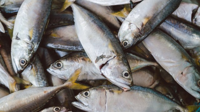 Ilustrasi ikan. (Foto: Shutter Stock)