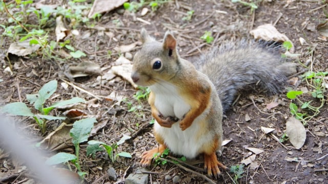 Tupai 'berdada besar' yang viral di Jepang. (Foto: @boblim1204/Twitter)