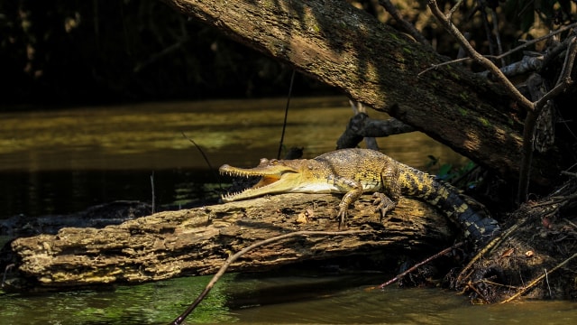 Buaya jenis baru di Afrika Tengah. (Foto: Matthew Shirley/FIU)