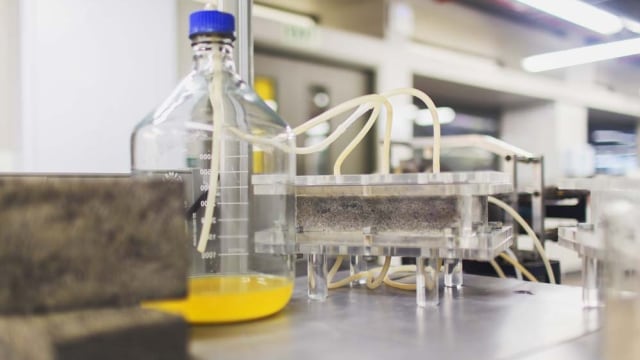 Batu bata dari urine manusia. (Foto:  University of Cape Town)