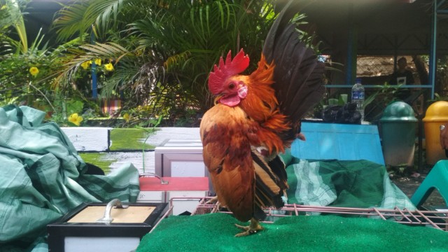 Puluhan Ayam Serama Borneo Ikut Kontes Regional