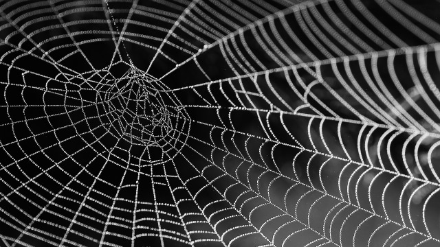Ilustrasi jaring laba-laba. (Foto: bella67 via Pixabay)