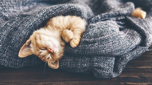 Ilustrasi anak kucing sedang tidur. Foto: Shutterstock