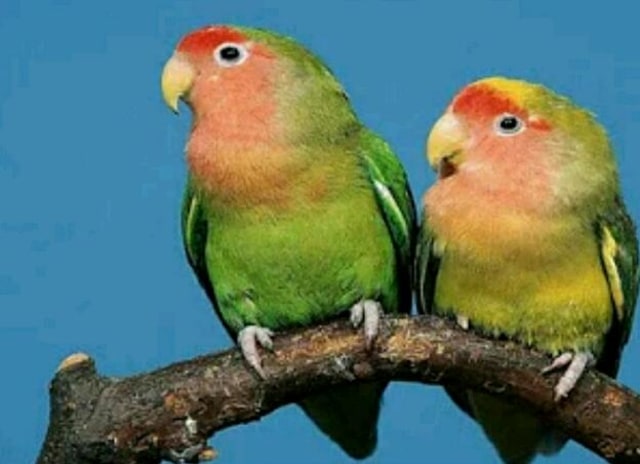 Harga Love Bird Terpuruk, Kenari Melonjak