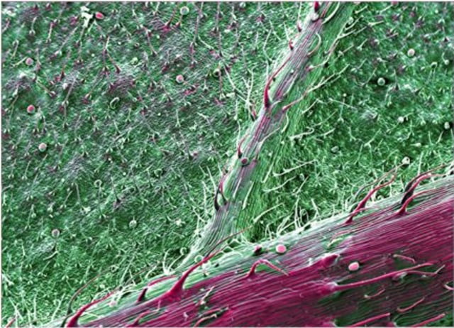 7 Penampakan Ganja jika Dilihat dengan Mikroskop  (2)