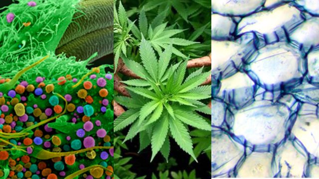 7 Penampakan Ganja jika Dilihat dengan Mikroskop 