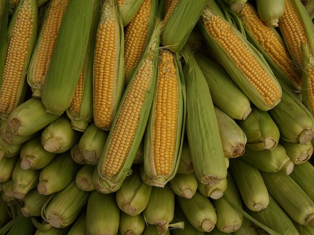 Ilustrasi jagung (Foto: flickr/ Joe Dunn)