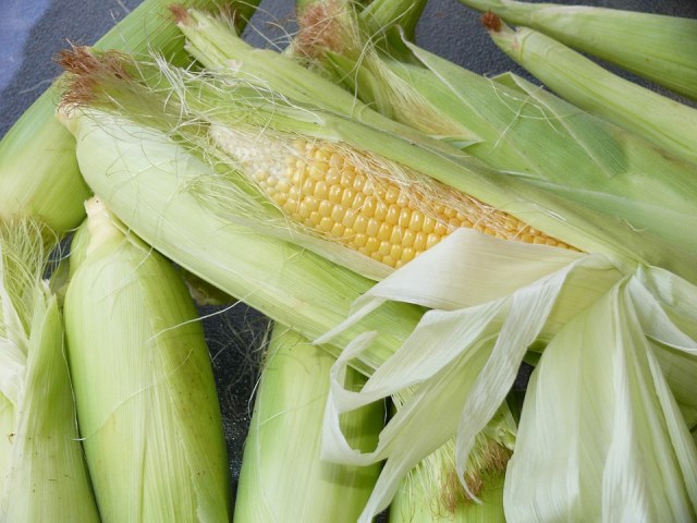 Ilustrasi jagung (Foto: Pixabay)