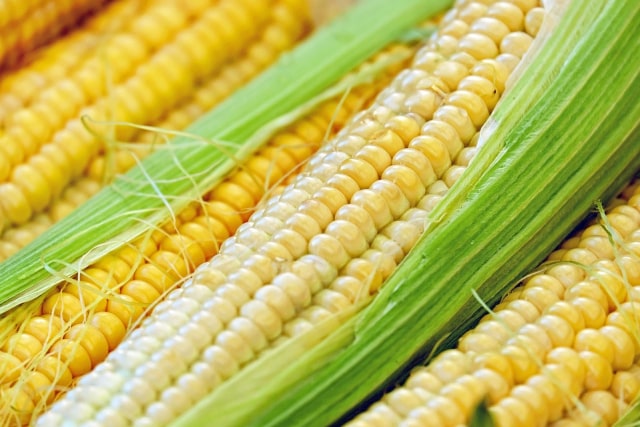 Ilustrasi jagung (Foto: Pixabay)
