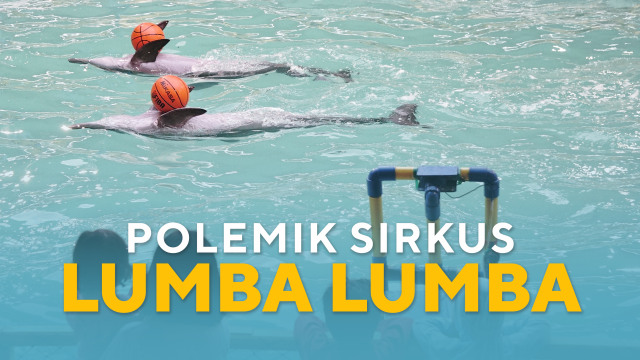 Polemik Sirkus Lumba-lumba. (Foto: Helmi Afandi Abdullah/kumparan)