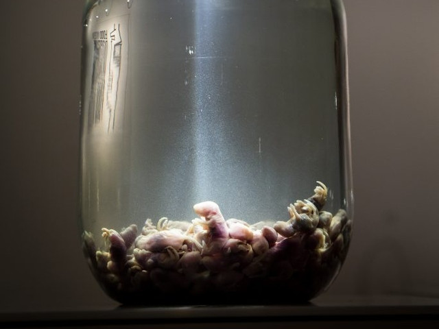 Makanan ekstrem di Disgusting Food Museum (Foto: Dok. Disgusting Food Museum)