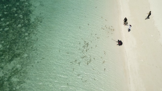 Pengunjung memotret Ikan hiu yang memenuhi bibir pantai Taka Boneratee, Kabupaten Kepulauan Selayar, Sulawesi Selatan. (Foto:  Cornelius Bintang/kumparan)