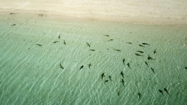 Ikan hiu memenuhi bibir pantai Taka Boneratee, Kabupaten Kepulauan Selayar, Sulawesi Selatan. (Foto:  Cornelius Bintang/kumparan)