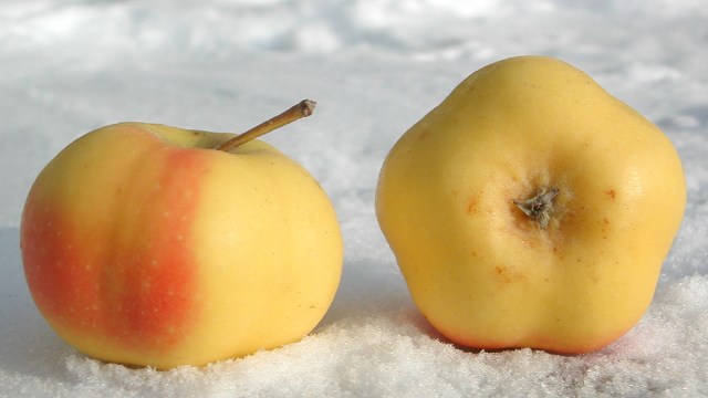 Api Etoile, Apel Bintang yang Langka