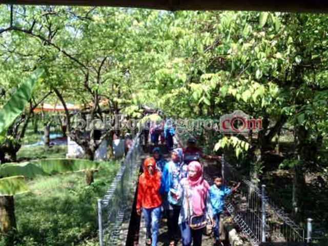 Kemarau, Buah di Agrowisata Kebun Belimbing di Bojonegoro Minim