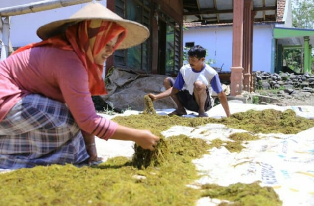 Kemarau, Jadi Berkah Petani Tembakau Menyono di Probolinggo